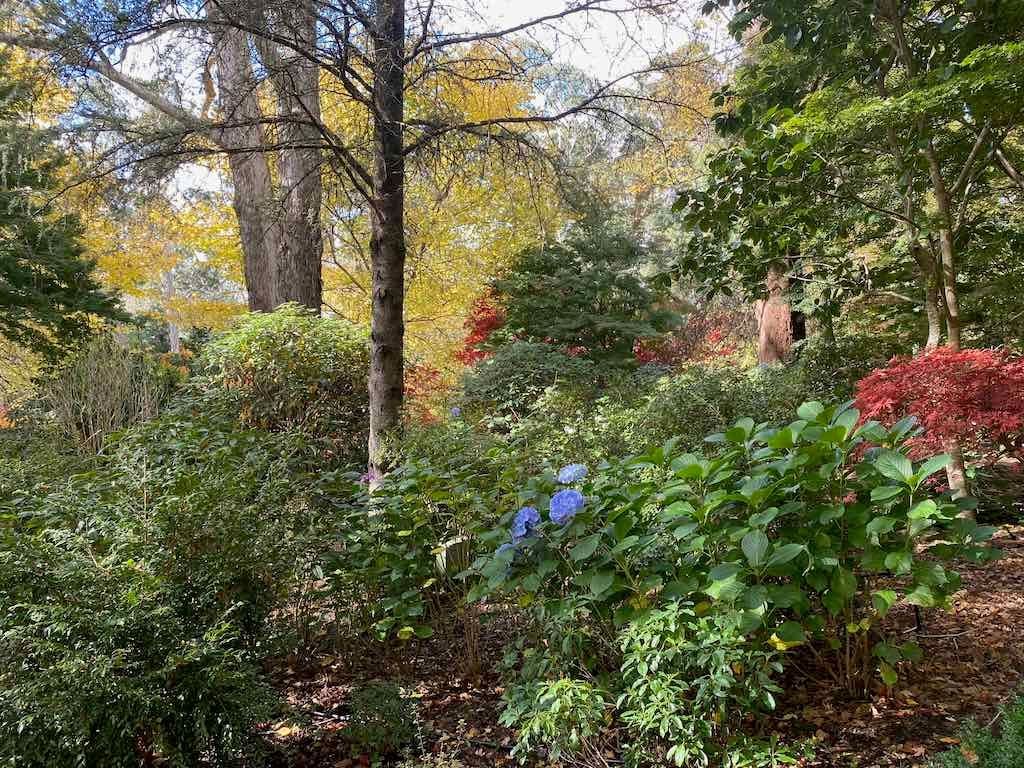May 2023 Bathurst Mayfield Garden Tour Image -64605bbb6605b